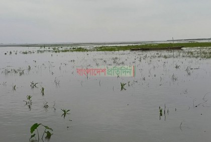 পাহাড়ি ঢলে ফসলের ক্ষতি
