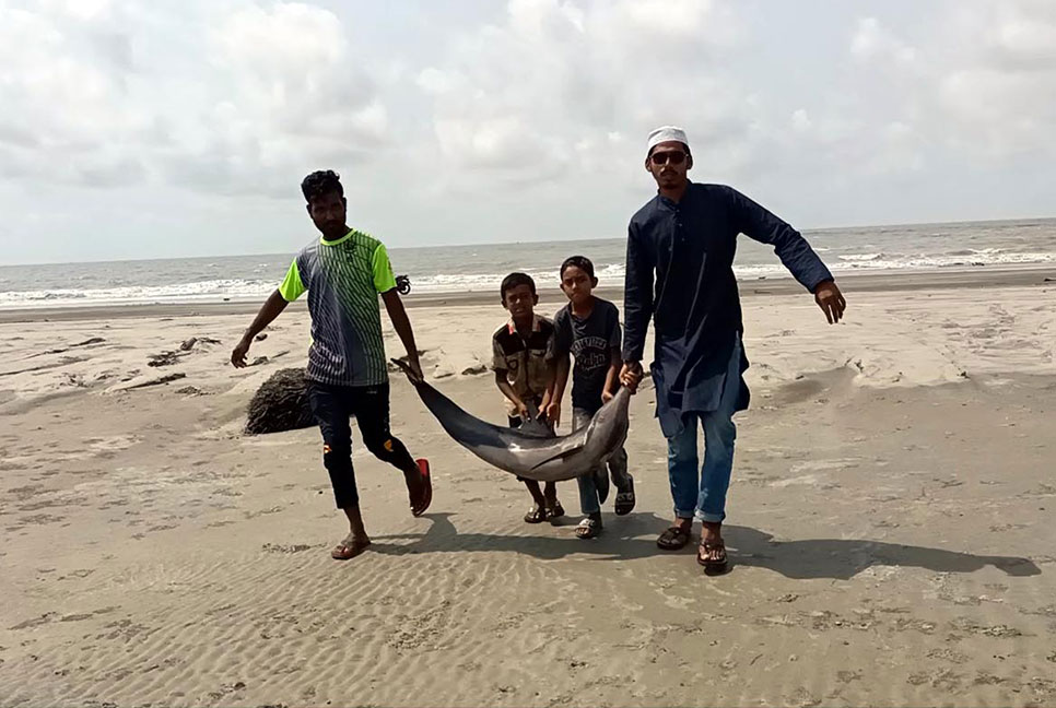 কুয়াকাটা সৈকতে মৃত ডলফিন