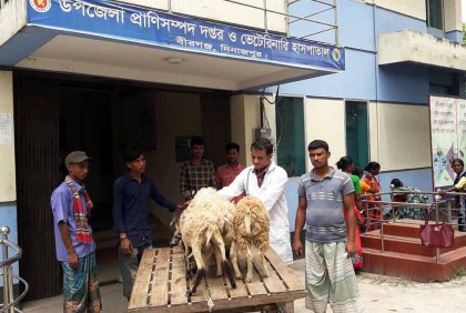 কুকুরের আক্রমণে খামারের ৭ ভেড়ার মৃত্যু