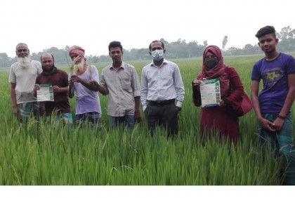ফুলপুরে ধানের ব্লাস্ট ও খোলপোড়া রোগ বিষয়ে ক্যাম্পেইন  
