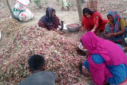 মধুখালীতে পিয়াজের বাম্পার ফলনে খুশি চাষি