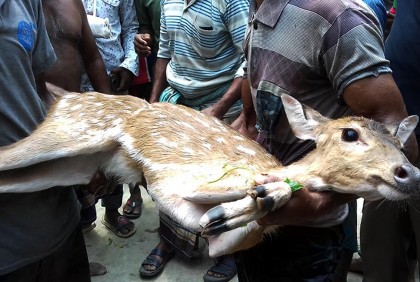 শরণখোলায় লোকালয় থেকে হরিণ উদ্ধার, বনে অবমুক্ত
