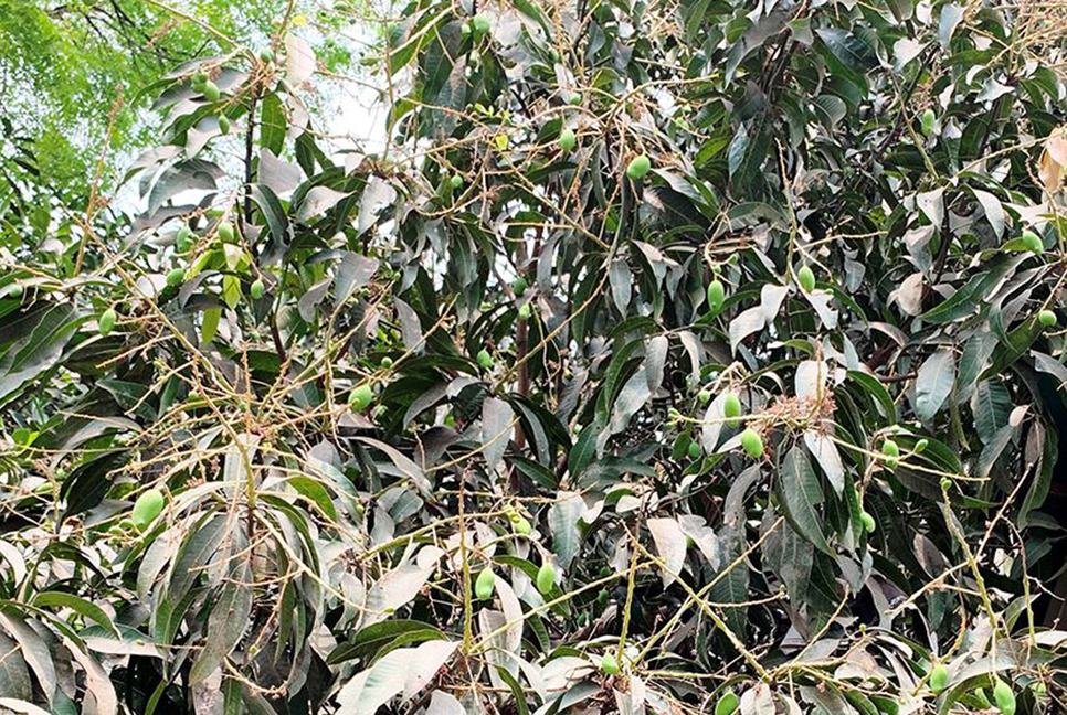 গরমে ঝরছে আমের গুটি