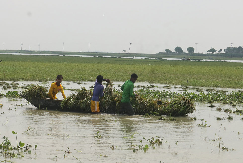 নাসিরনগরে কমতে শুরু করেছে হাওরের পানি 