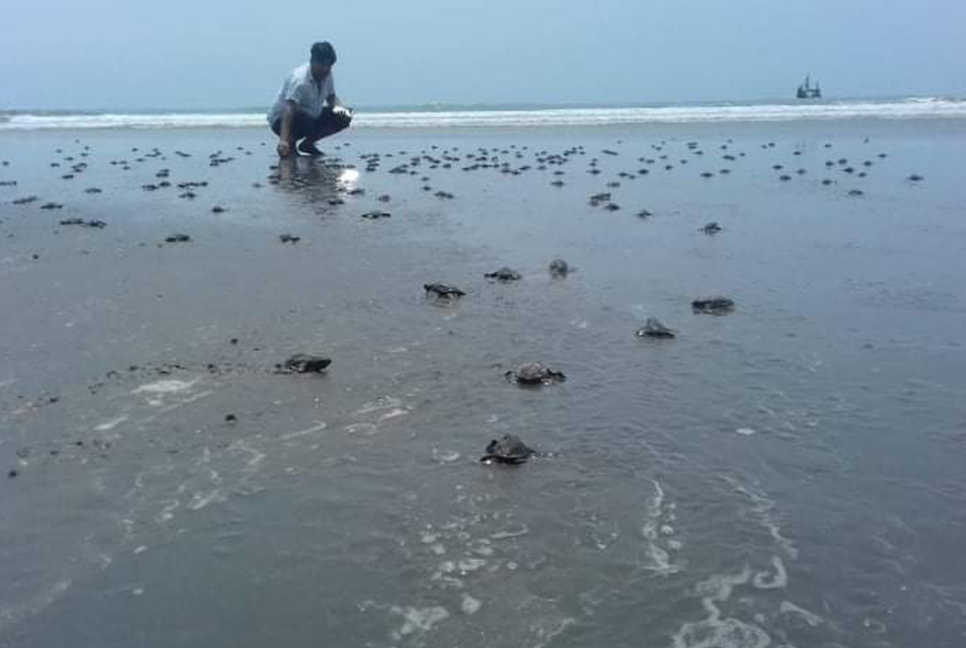 হ্যাচারিতে জন্ম নেওয়া ৪০০ কচ্ছপের বাচ্চা সমুদ্রে অবমুক্ত