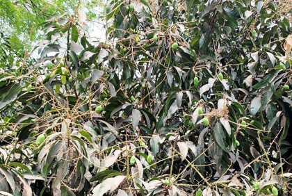 গরমে ঝরছে আমের গুটি