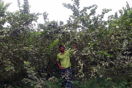 সিডলেস আর এলাচি লেবুতেই লাখপতি গৌতম!