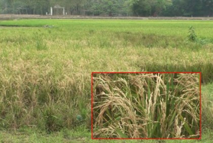 হবিগঞ্জে বোরো ধানে ব্যাপক ক্ষতির শঙ্কা
