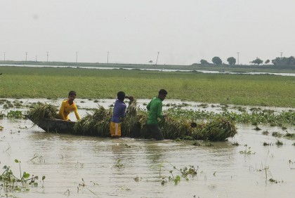 নাসিরনগরে কমতে শুরু করেছে হাওরের পানি 