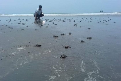 হ্যাচারিতে জন্ম নেওয়া ৪০০ কচ্ছপের বাচ্চা সমুদ্রে অবমুক্ত