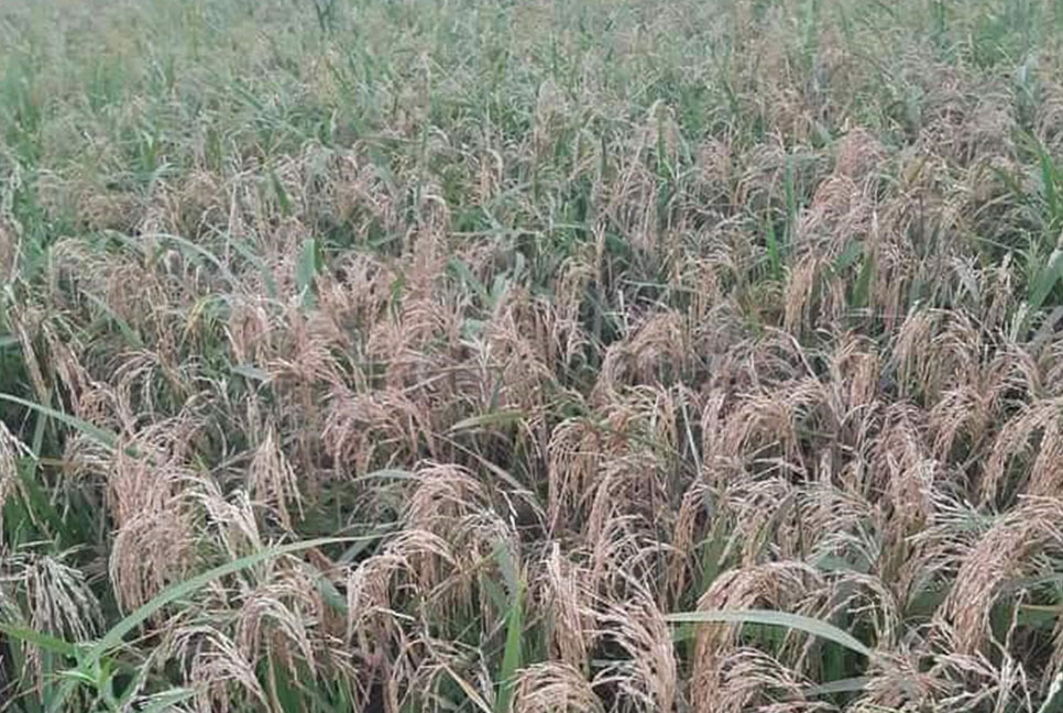 বন্যার পর ‘ধানে চিটা’ আতঙ্ক কিশোরগঞ্জের হাওরে