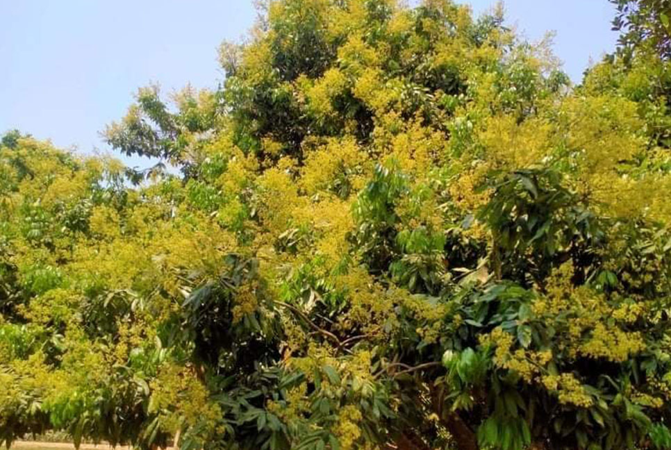 লিচুর মুকুলে ছেয়ে গেছে বাগান, ভালো ফলনের আশা