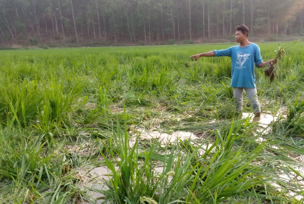 নালিতাবাড়ীতে বন্য হাতির তাণ্ডব, রাত জেগে পাহারা