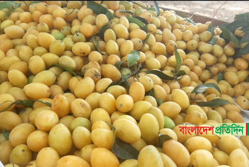 টেকনাফে পাহাড়ি আমের বাম্পার ফলন