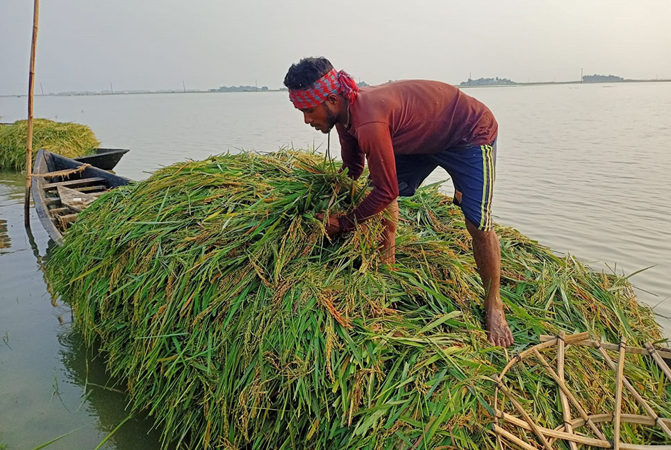 ইটনায় ফসল হারিয়ে কৃষকের আহাজারি