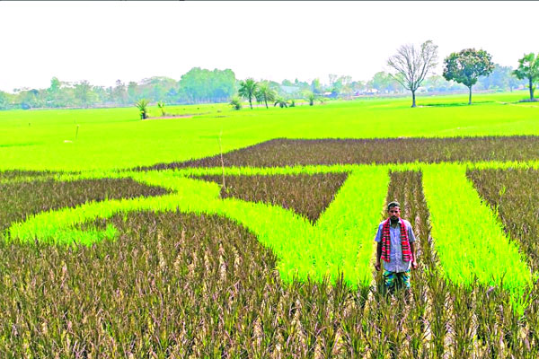 নিজ জমিতে মায়ের জন্য অন্যরকম ভালোবাসা