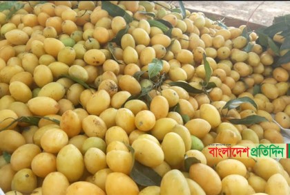 টেকনাফে পাহাড়ি আমের বাম্পার ফলন