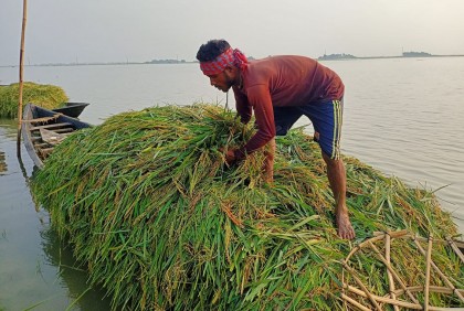 ইটনায় ফসল হারিয়ে কৃষকের আহাজারি
