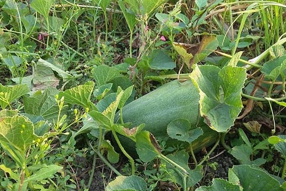 ভাঙ্গায় বাঙ্গি চাষিদের সুদিন