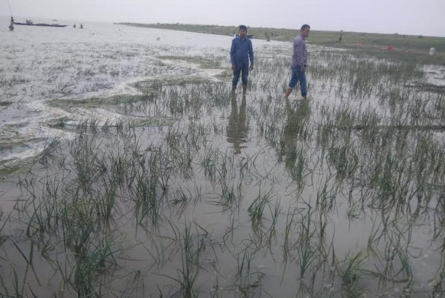 যমুনায় অসময়ে
পানিবৃদ্ধিতে ব্যাপক ফসলহানি