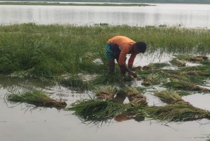 কুড়িগ্রামে নদ-নদীর পানি বৃদ্ধিতে ২৭৩ হেক্টর জমির ফসল নিমজ্জিত