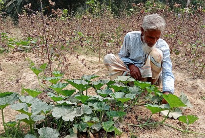 তুলার পাশাপাশি মিষ্টি কুমড়ার চাষ 