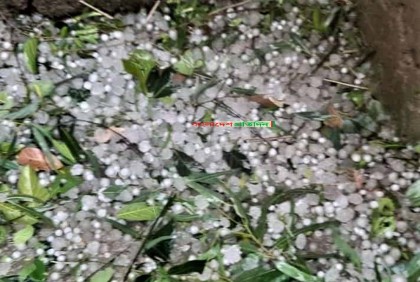 ঠাকুরগাঁওয়ে শিলাবৃষ্টিতে তছনছ ফসলের মাঠ

