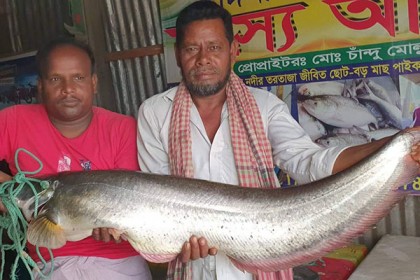 পদ্মায় বড়শিতে ধরা পড়ল সাড়ে ৯ কেজির বোয়াল