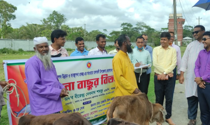 বিকল্প কর্মসংস্থানের জন্য মৎসজীবীদের মাঝে বাছুর বিতরণ