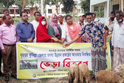 আখাউড়ায় নিবন্ধিত ১০০ জেলেকে ভেড়া বিতরণ