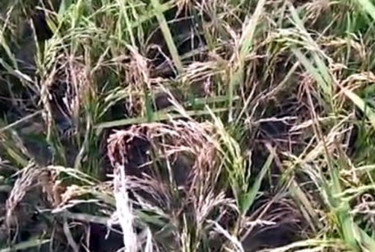 মৌলভীবাজারে বোরো ধানে চিটা