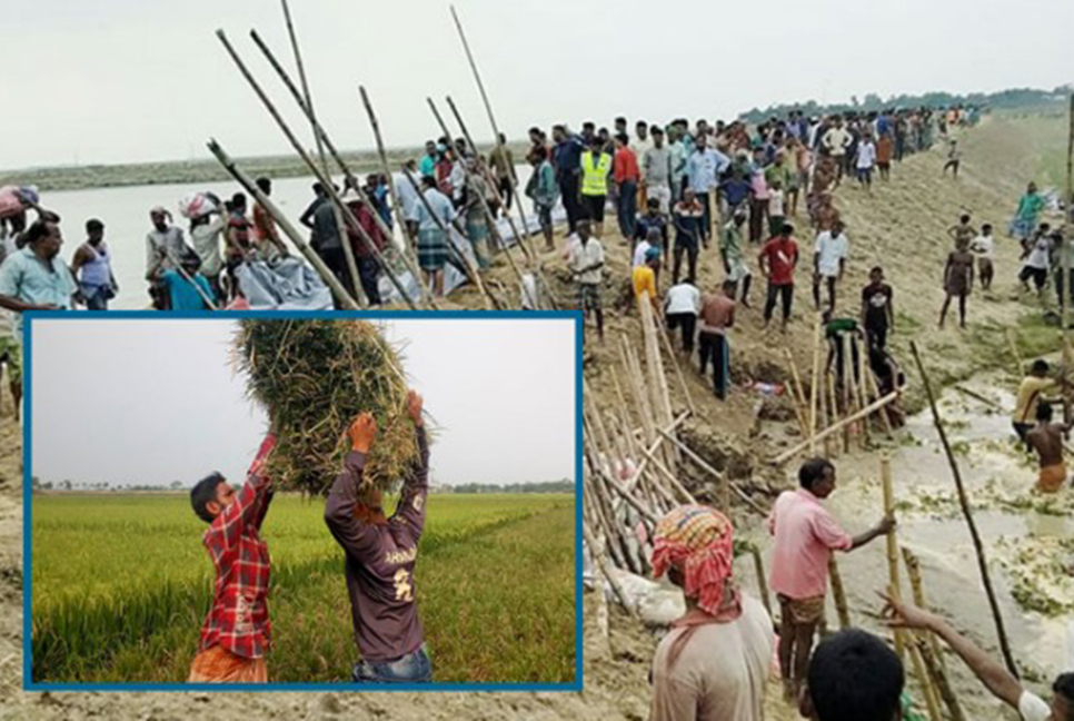 ত্রিমুখী সংকটে দিশেহারা সুনামগঞ্জের কৃষকরা 

