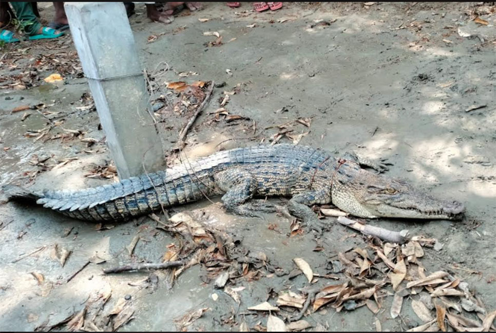 মোংলায় চিংড়ি ঘেরে মিলল সুন্দরবনের কুমির