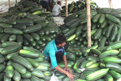 গোপালগঞ্জে বাঙ্গির বাম্পার ফলন