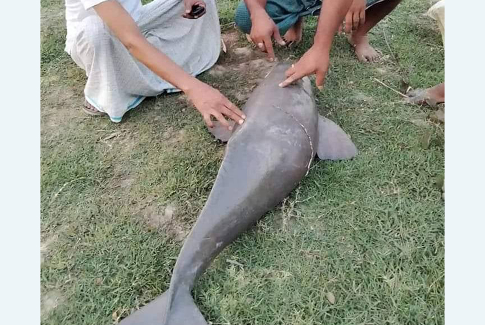 হালদা নদী থেকে মৃত ডলফিন উদ্ধার   