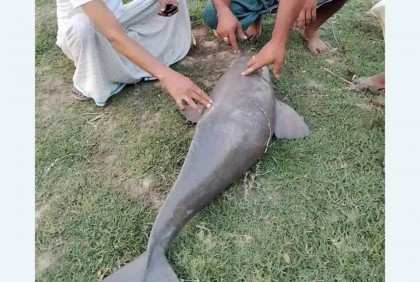 হালদা নদী থেকে মৃত ডলফিন উদ্ধার   