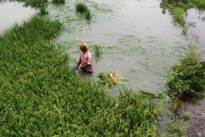 কালিয়াকৈরে তলিয়ে গেছে ধান, দিশেহারা কৃষক