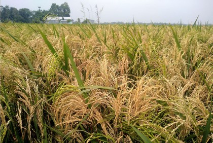 বোরো ধানে ব্লাস্ট রোগের প্রকোপ, ধানের বদলে চিটা