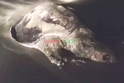 আবারও কুয়াকাটার সৈকতে ভেসে এসেছে মৃত কচ্ছপ