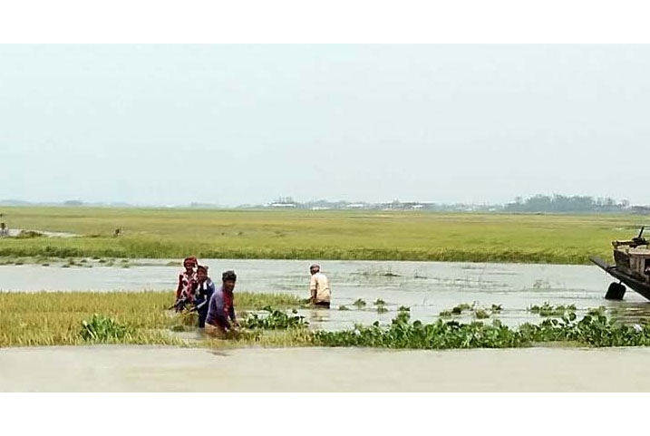 হাওরে পানির নিচে আধাপাকা ধান