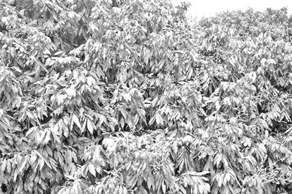 সবুজ পাতার ফাঁকে বাড়ছে লিচুর গুটি