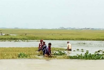 তলিয়ে গেছে হাওরের শতাধিক হেক্টরের ধান