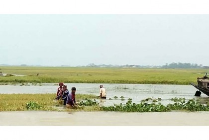 হাওরে পানির নিচে আধাপাকা ধান
