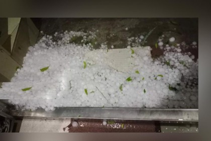 চাঁপাইনবাবগঞ্জে শিলা বৃষ্টিতে আম ও বোরো ধানের ব্যাপক ক্ষতি