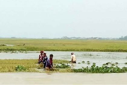 লাখাই তিন হাওরে পানির নিচে আধা পাকা ধান