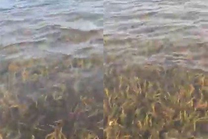 স্বচ্ছ পানির নিচে ডুবছে কৃষকের স্বপ্ন  