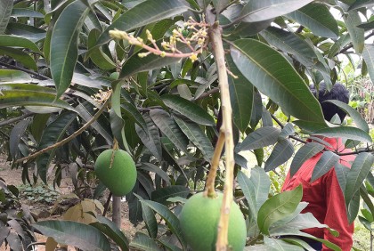 একই ডালে বড় আমের সাথে হাসছে মুকুল