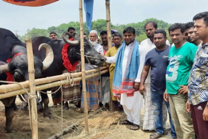 সিংড়ায় মহিষ হাটের উদ্বোধন
