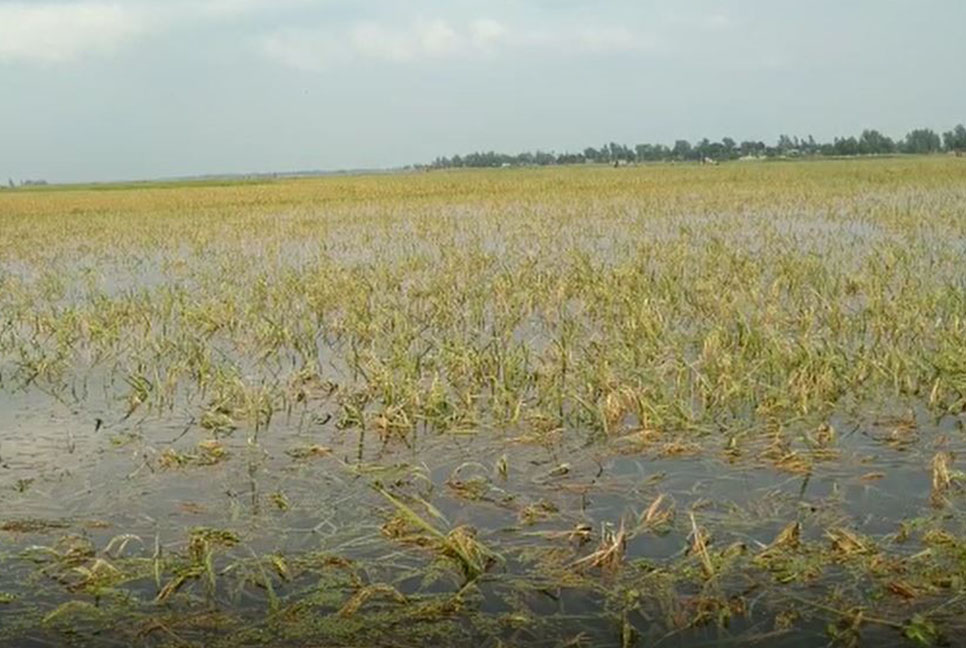 পানির নিচে কৃষকের স্বপ্ন