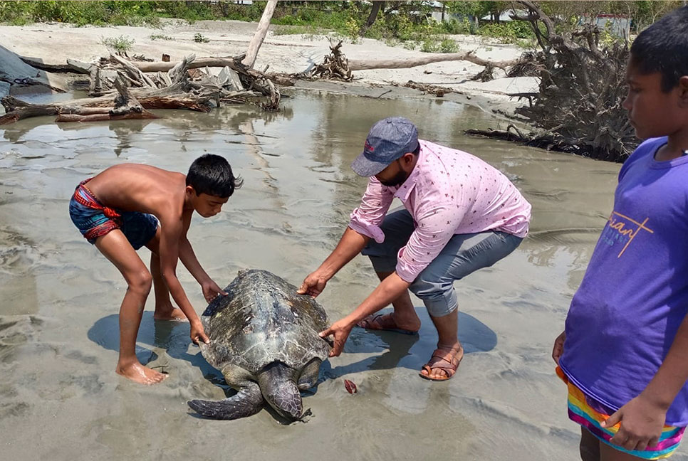 কুয়াকাটা সৈকতে এবার দেখা মিলেছে এক পা ছাড়া জীবিত কচ্ছপ